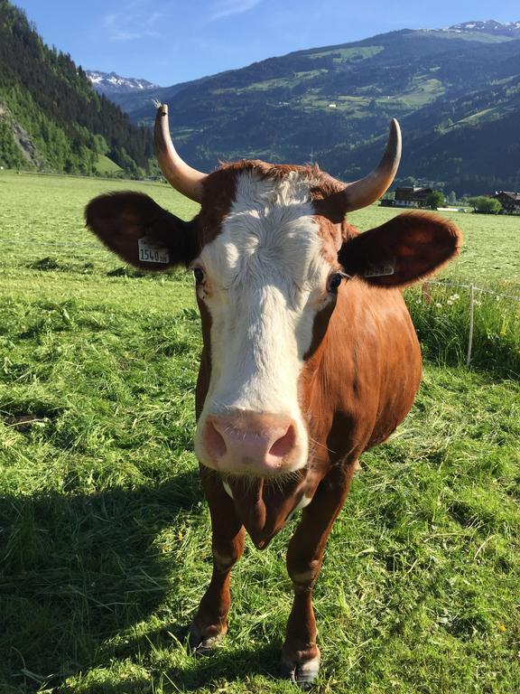 Appartement Kuen Zell am Ziller Szoba fotó